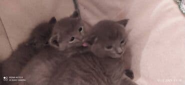 Daraq panellər: Britan, Dişi, Erkək — 8