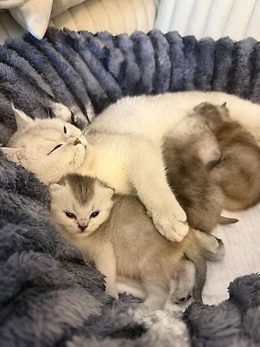 pişik darağı: Britan — 2