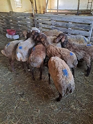 14 - 21 kq ət verən quzular satılır ! Hamısı super kökdü ! kəskiyə və — 2