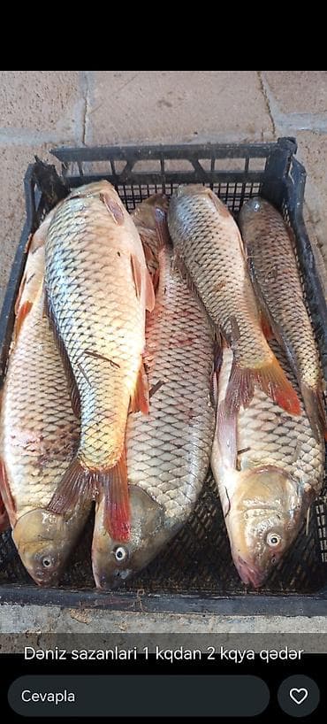 Məhsul: Dəniz sazanı (təzə tutulmuş) Xüsusiyyətlər: - Çəkisi: 1