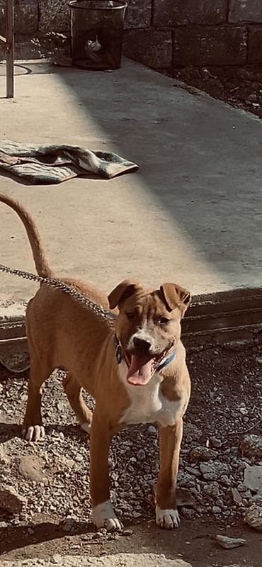 it yuvası satilir: Pitbul, 5 ay, Erkek, Peyvəndli, Ünvandan götürmə — 2