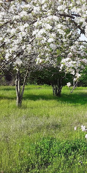 agac: Meyvə bağı – fındıq və alma ağacları şabalıd qoz və s ağaclar var — 2