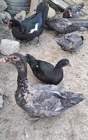 Dişi, | Macar, Damazlıq, Pulsuz çatdırılma