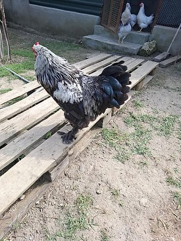 brama: Məhsul: Cins xoruz temiz brama Təsvir: - Gözəl rəng keçidləri olan — 2