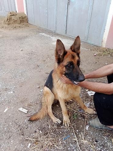 mops it: Alman çoban iti — 1