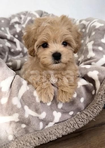 simental erkek dana: Pudel, 2 ay, Erkek, Peyvəndli, Pulsuz çatdırılma — 3