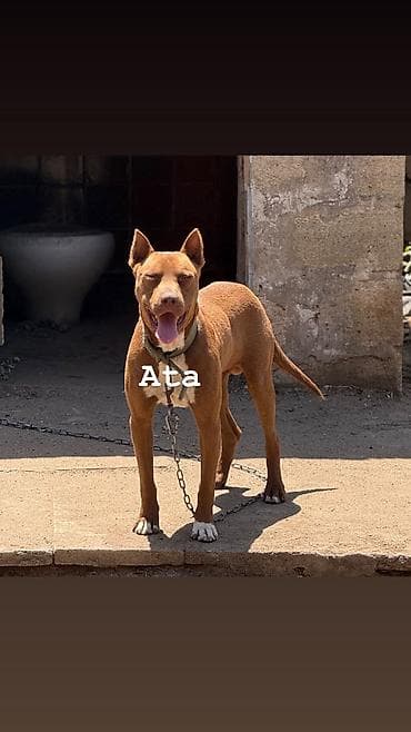 pitbull itleri: Pitbul, 2 ay — 2
