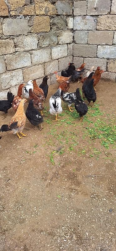 toyuq satan: Kend cüceleri .Qiymet 6 manat .25 edetdi kom götürene endirim var — 9