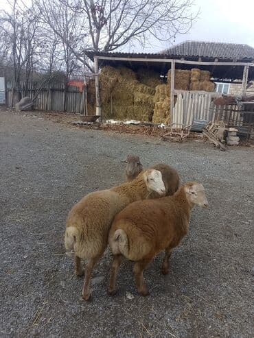 Информатика: Ягненок, Самец, месяцев: 4, 14 кг, Для мяса, Самовывоз — 5