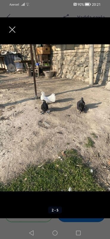 sudluk inek satilir: Məhsul: Ev göyərçinləri dəsti London pavlinleri 2ana 1 bala 30m ÜNVAN — 1