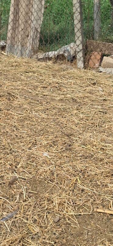 toyuq şəkilləri: Toyuq, Damazlıq, Ödənişli çatdırılma, Ünvandan götürmə — 2