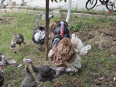 Hinduşka balaları və damazlıqvə ətlik 6-8kilo ət veren hinduşkalar — 4