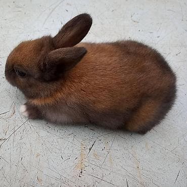 dovşanlar: 🟠 Ev dovşanı balalarına super endirim kampaniyası. müvəqqəti olaraq 50 — 10