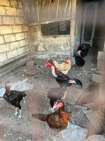 toyuq cuceler: 4 herati 3 toyuq satilir unvan mastaga .herati 25 manata toyuqlar 10 — 2
