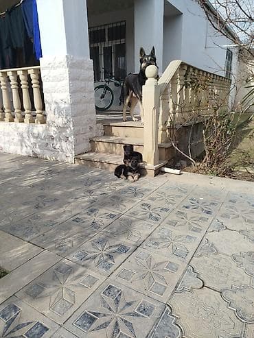 ev itlər: Alman çoban iti, 1 ay, Erkek, Cütləşmə üçün, Ünvandan götürmə — 4