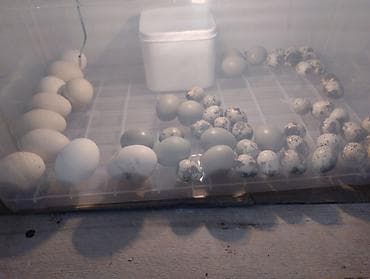 İnkubatorlar: Yumurta inkubatoru – termostatlı, rütubət ölçerli və ventilyatorlu — 10