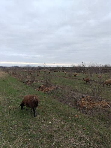 Qoyunlar, qoçlar: Məhsul: Qoyun sürüsü (xəzliyi qəhvəyi və ağ tonlarda, yerli cinslər) — 2