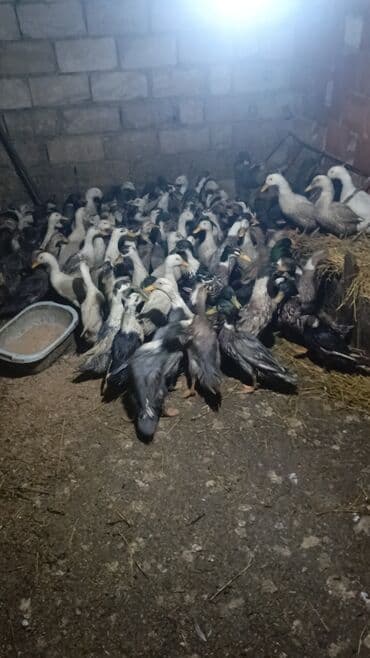 Inəklər, öküzlər: Satlıq ördəklər – qarışıq rəngli, sürü halında - Növ: ev ördəyi — 8