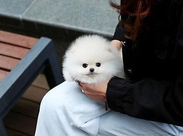 alman itləri: Şpitz, 1 ay, Erkek, Sənədli, Ünvandan götürmə, Ödənişli çatdırılma, Rayonlara çatdırılma — 2