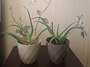 Ağaclar: Satılır: otaq bitkiləri (şəkillərdəki qabları ilə) 1) Oxalis — 6