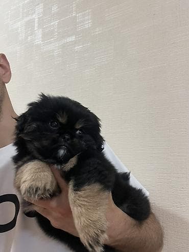 heyvanlar: Pekines, 2 ay, Dişi, Peyvəndli — 6