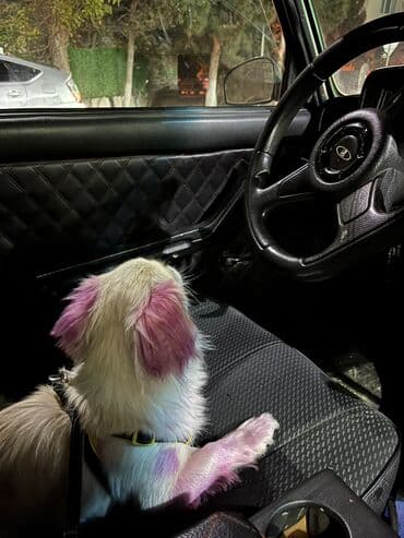 Pekines, 8 ay, Dişi, Ünvandan götürmə