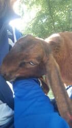 Qatıq: Keci sudu satilir.Qiymeti 3 manat.catdirilma var(odeniwli)!!Baki wheri — 8