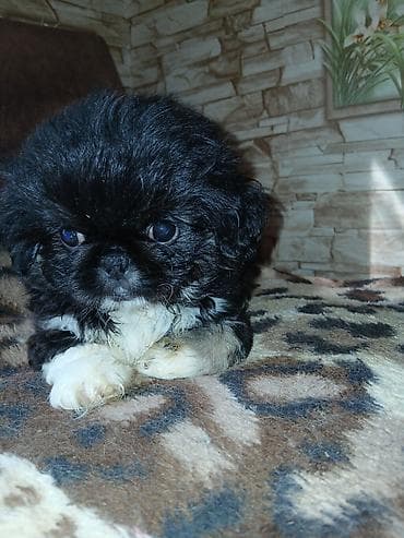 heyvanlar: Pekines — 6