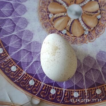 bildirçin eti: Təbii hinduşka yumurtası - Kiçik ölçülü, oval formalı, açıq krem — 1