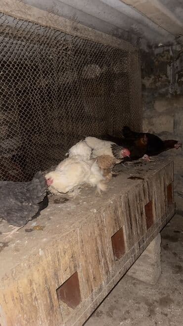 sumqayit toyuq: Məhsul: Qarışıq cins ev toyuqları Təsvir: - Şəkillərdə müxtəlif rəng — 3