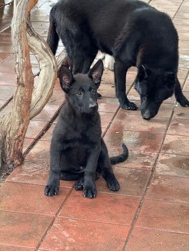 pulsuz itlerin verilmesi: 4 ay, Dişi, Pulsuz çatdırılma — 2