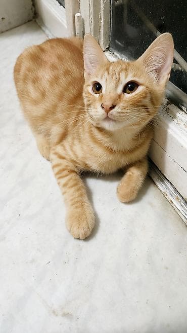 Кошки: Продаётся рыжая кошечка, девочка, 2,5 месяца. Здоровая, ласковая — 1