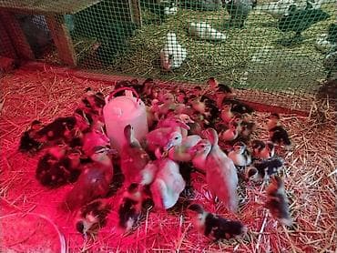 kənd heyvanları: Satılır: muskus ördək balaları (4-12 günlük) (indo-ducklings) lavanda — 5