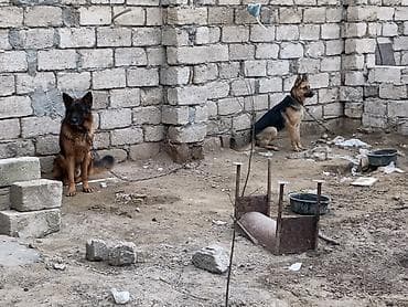 canavara oxsayan it: Alman çoban iti, Peyvəndli — 3