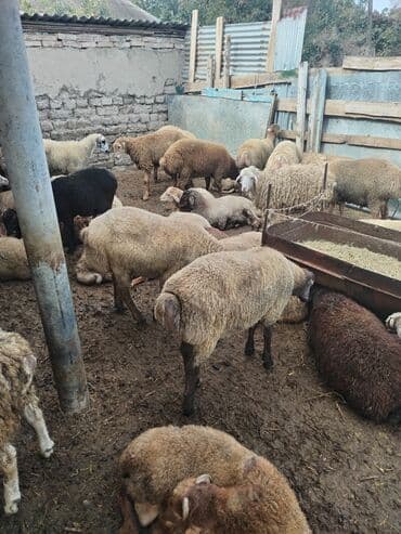 Quzu: 18-22kq arası erkək quzulardı hamısı — 4