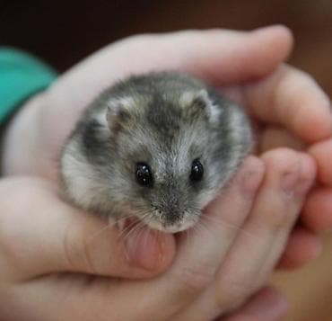 halep keçisi: Имеется два домашних джунгарских хомяка, отдадим в хорошие руки за — 2