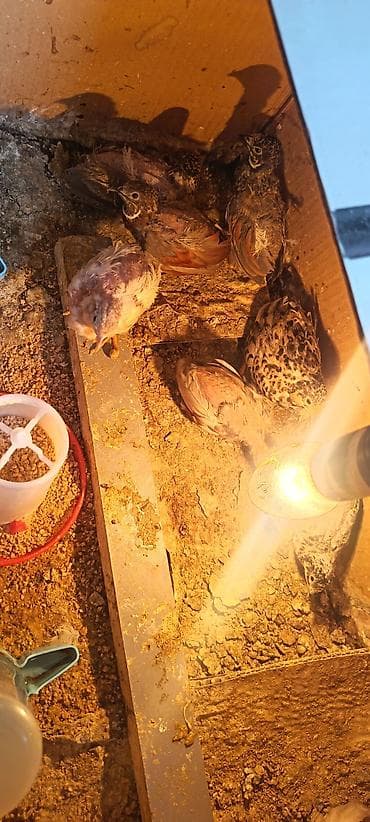 kakadu quşu: Çin bildirçini 3 erkek satılır — 1