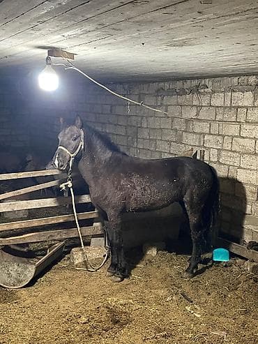 Yorğadı təcili satılır.barter mümkündür.real alıcıya endirim olunacag