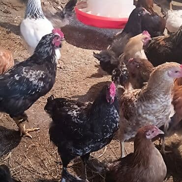 Məhsul: Yerli qarışıq cins toyuq və xoruzlar Təsvir: - Həyət lalafo.az -da Məhsul: Yerli qarışıq cins toyuq və xoruzlar Təsvir: - Həyət