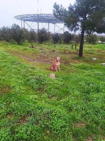ev al: 70 sot, Tikinti, Makler, Kupça (Çıxarış) — 1