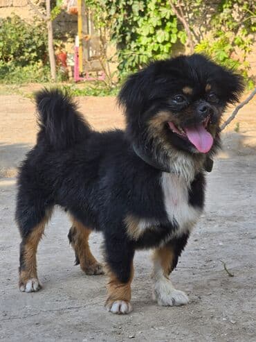 Pişiklər: Pekines — 1