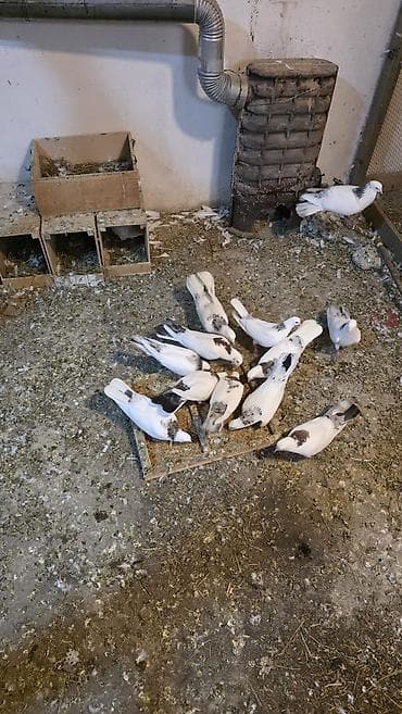 ev quş: Damazlıq quşlar topdan Satılır Tək tək Satılmır. Qiymət Razılaşma yolu — 3