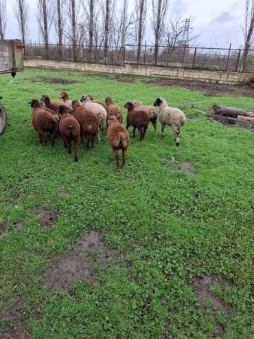 Информатика: Salam.14 baş əmilik quzudu.Onlardan 8 erkek 6sı dişi quzudu.Real — 2