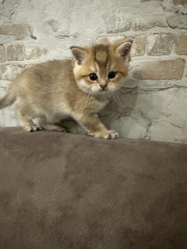 вислоухий кот цена: Şotland yastı qulaq — 5