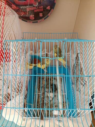 купить клетку для морской свинки: Dalmatin (nimfa/budaq) xoruz-quş qəfəsləri və aksesuarları dəsti — 4