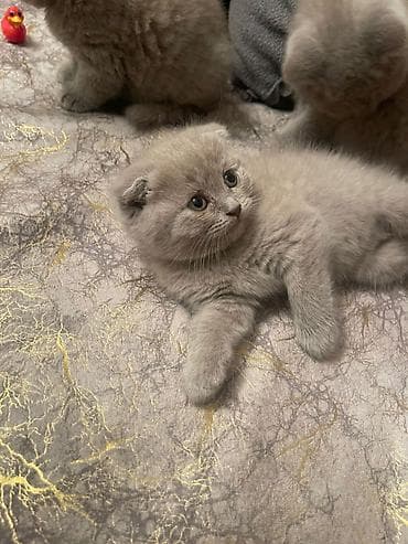 1 azn pişik: Şotland — 2