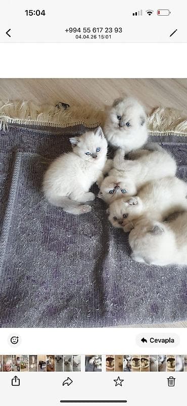 pişik qabi: Şotland — 1