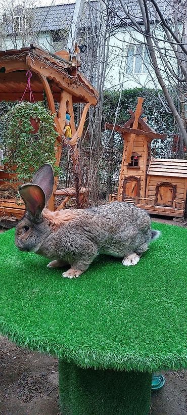 K/t heyvanları üçün mallar: Wekilde gorduyunuz 7 ayliq Rizen erkek satilir qan temiz bir — 7