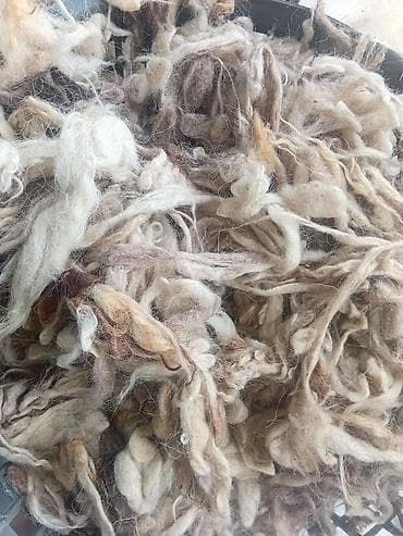 Şamdanlar: 13 ya 12kilodi yuyulubTəbii rəngli yun lifləri - Məhsul: Açıq kremdən — 1