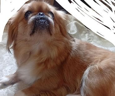 qara xaski: Pekines — 2